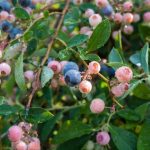 Alabama Blueberries