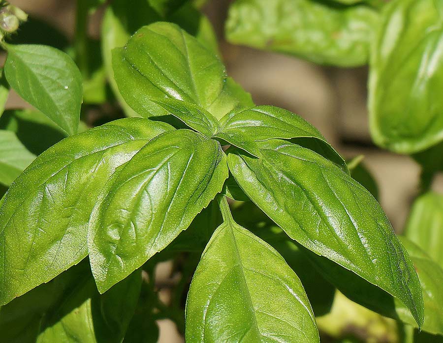 Basil